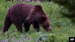 A grizzly bear roams near Beaver Lake in Yellowstone National Park, Wyoming, Wednesday July 6, 2011. 