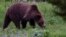 FILE - A grizzly bear roams near Beaver Lake in Yellowstone National Park, Wyoming, July 6, 2011. 