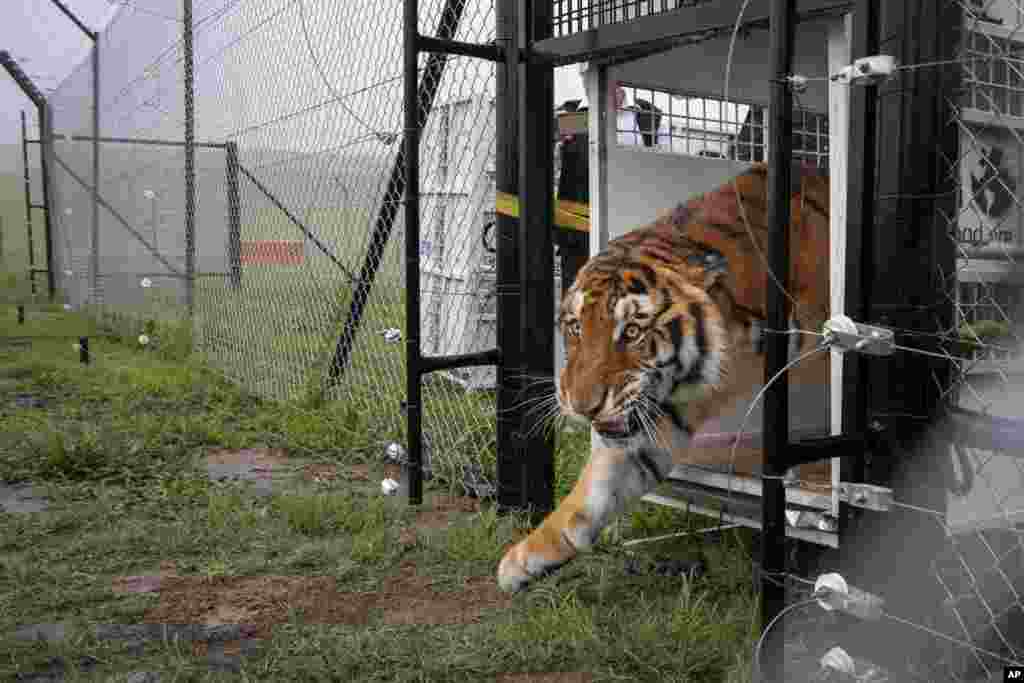 Itza, one of 17 rescued tigers and lions from Guatemala circuses, is released at the Animal Defenders International Wildlife Sanctuary in Winburg, South Africa.