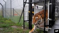 Itza, one of 17 rescued tigers and lions from Guatemala circuses, is released at the Animal Defenders International Wildlife Sanctuary in Winburg, South Africa.