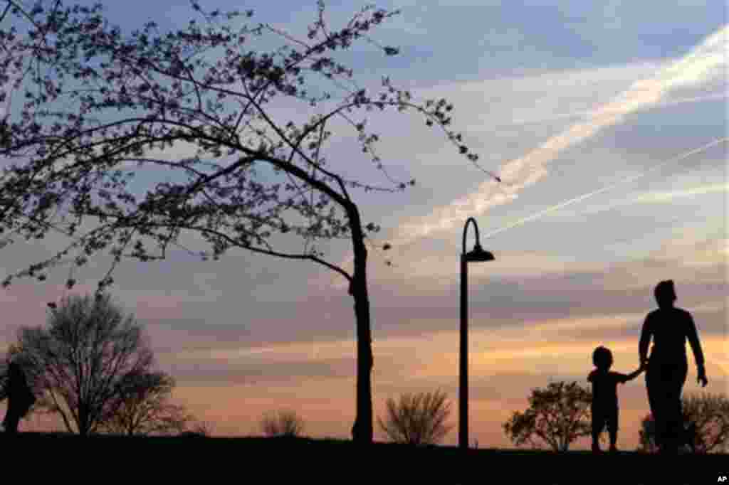 지난 8일 미국 워싱턴 DC 타이들 베이신에서 벚꽂 나무가 드리워진 강변을 산책하는 가족. 