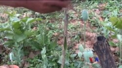 Pat Jasan အဖွဲ့ ဘိန်းခင်းဖျက်လုပ်ငန်း ရပ်ထား