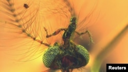 FILE - An undated handout image of a view from below of the head of a fossilized male mosquito, including elongated sucking-piercing mouthparts, trapped in amber found in central Lebanon dating to about 130 million years ago. (Dany Azar/Handout via REUTERS)