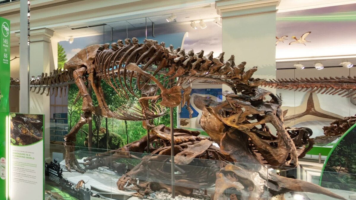 Smithsonian Museum Wows With Fossils Going Back Billions Of Years