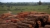 Imagen de una pila de troncos cortados en Viseu, en el estado de Para (Brasil). El Amazonas es una de las zonas que más sufre la deforestación ilegal para darle paso a campos de agricultura y al ganado.