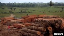 Imagen de una pila de troncos cortados en Viseu, en el estado de Para (Brasil). El Amazonas es una de las zonas que más sufre la deforestación ilegal para darle paso a campos de agricultura y al ganado.