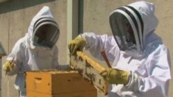 Tending to the beehives on the roof of the Fairmont Hotel in Washington