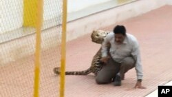  A leopard attacks a man at a school in Bangalore, India, Feb. 7, 2016.