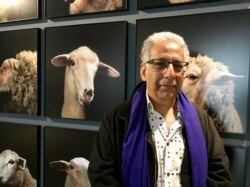 Egyptian photographer Nabil Boutros and his portrayal of sheeps' many faces. (Lisa Bryant/VOA)