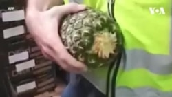Espagne: 67 kilos de cocaïne cachés dans des ananas (vidéo)