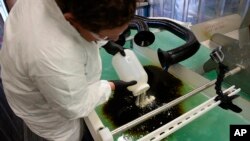 FILE - This Dec. 9, 2016 photo, courtesy of Pacific Northwest National Laboratory, PNNL microbiologist Robert Jeters sprinkles PNNL's chemically modified sawdust onto a small oil spill inside the Arctic simulation lab, where researchers mimic extreme freezing conditions and make icy slush that is similar to what is found on the surface of the Arctic Sea, during a demonstration of sawdust oil recovery material research in Richland, Washington.