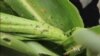 Scientists Search for Sustainable Solutions to Stop Fall Armyworm