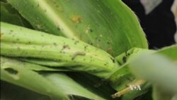 Scientists Search for Sustainable Solutions to Stop Fall Armyworm