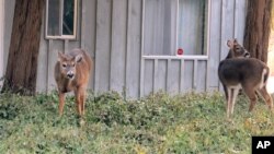 Beberapa rusa sedang merumput di halaman depan sebuah rumah di Southold, New York, 31 Januari 2014. (Foto:AP) 