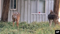 Beberapa rusa sedang merumput di halaman depan sebuah rumah di Southold, New York, 31 Januari 2014. (Foto:AP) 