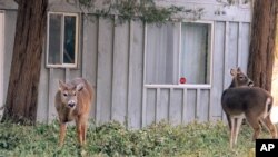 Nai đuôi trắng ăn cỏ tại sân trước một ngôi nhà ở Southold New York.