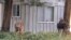 Nai đuôi trắng ăn cỏ tại sân trước một ngôi nhà ở Southold New York.
