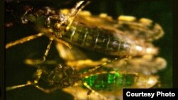 Genetically engineered bacteria glow fluorescent green inside mosquito. (Credit: Johns Hopkins Bloomberg School of Public Health)