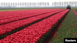 A farmer cuts tulips on a field near the city of Creil, Netherlands, April 19, 2019. 