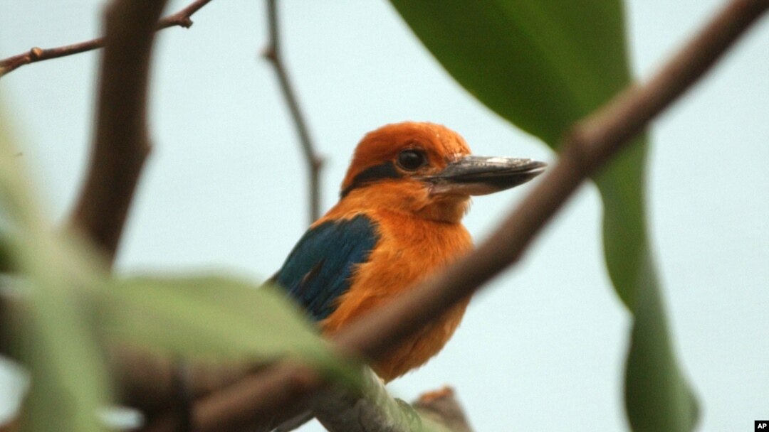 Burung kingfisher yang merupakan hewan asli Guam bertengger di dahan di sebuah kandang burung di kebun binatang Philadelphia, 24 September 2003. (Foto:dok)