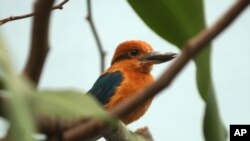 Burung kingfisher yang merupakan hewan asli Guam bertengger di dahan di sebuah kandang burung di kebun binatang Philadelphia, 24 September 2003. (Foto:dok)