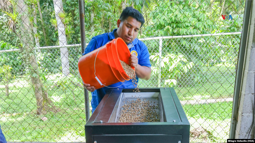 El café es producido en pequeñas fincas de unas 20 familias que promueven la conservación del medio ambiente.