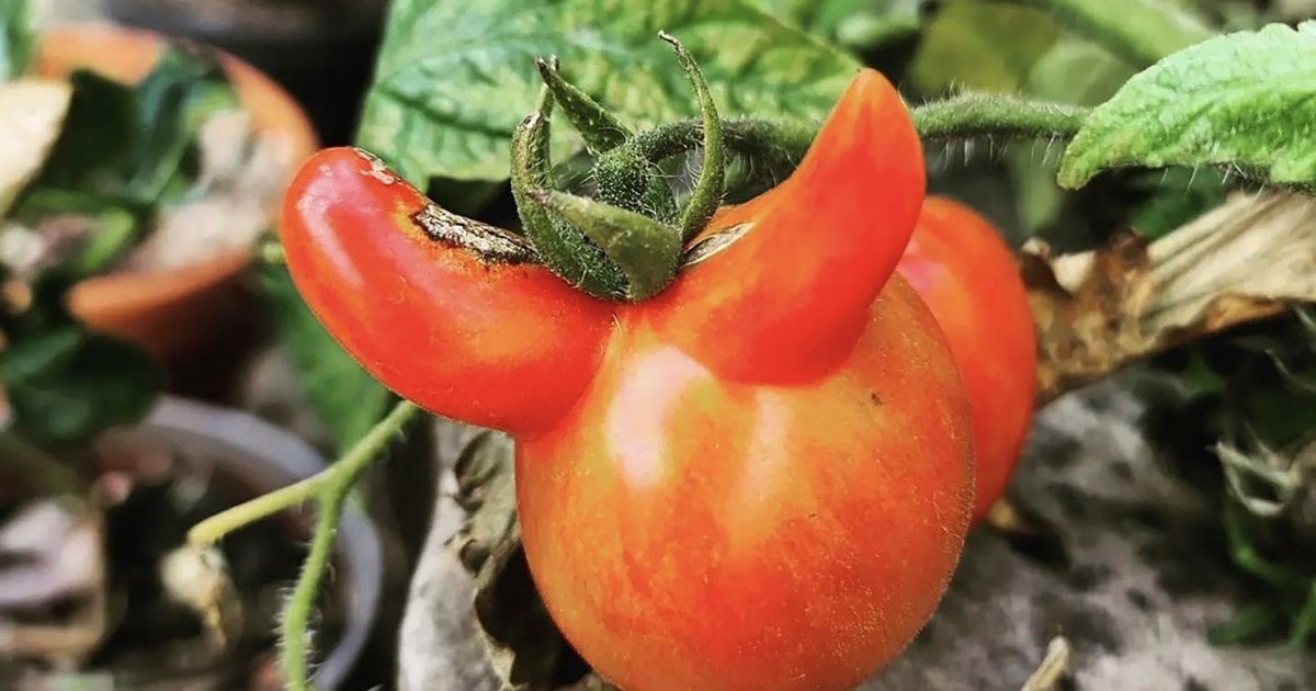 Strange-looking Tomato Can Still Be Tasty