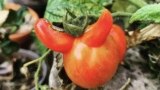 This September 2021 photo provided by Richard Gill shows a tomato with a genetic mutation in North London, England. (Richard Gill @happymrgill via AP)