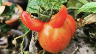 Strange-looking Tomato Can Still Be Tasty