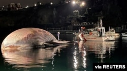 The body of a dead whale is seen of the surface of the sea by the harbor of Sorrento, after Italian coastguard scuba divers followed a whale calf that was in distress, in Sorrento, Italy, Jan. 19, 2021. (Antonino Maresca AMP Punta Campanella/Handout)