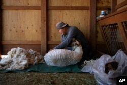 Nikyle Begay sheers a sheep Thursday, Sept. 7, 2023, on the Navajo Nation in Ganado, Ariz. When it's time for shearing, Begay ties the hooves of the sheep and cut the wool by hand with a special pair of scissors. (AP Photo/John Locher)