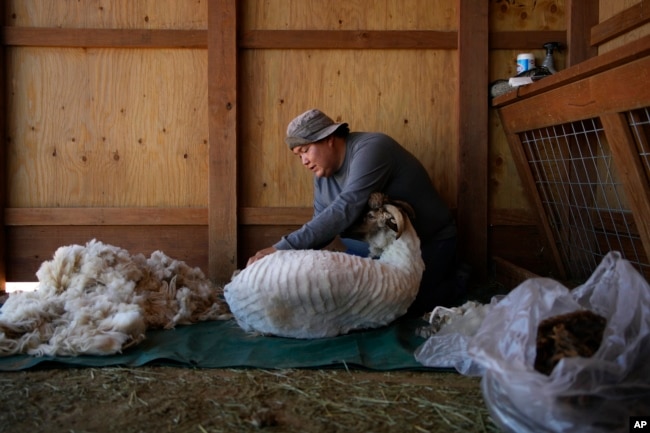 Nikyle Begay sheers a sheep Thursday, Sept. 7, 2023, on the Navajo Nation in Ganado, Ariz. When it's time for shearing, Begay ties the hooves of the sheep and cut the wool by hand with a special pair of scissors. (AP Photo/John Locher)