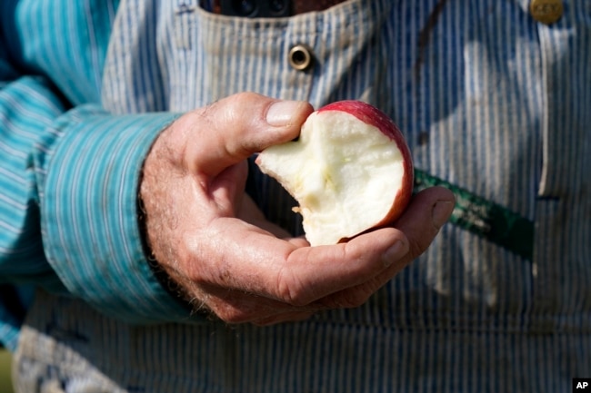 George Naylor holds an organic apple grown on his farm on September 13, 2022, near Churdan, Iowa. Naylor, along with his wife Patti, began the transition to organic crops in 2014. (AP Photo/Charlie Neibergall)