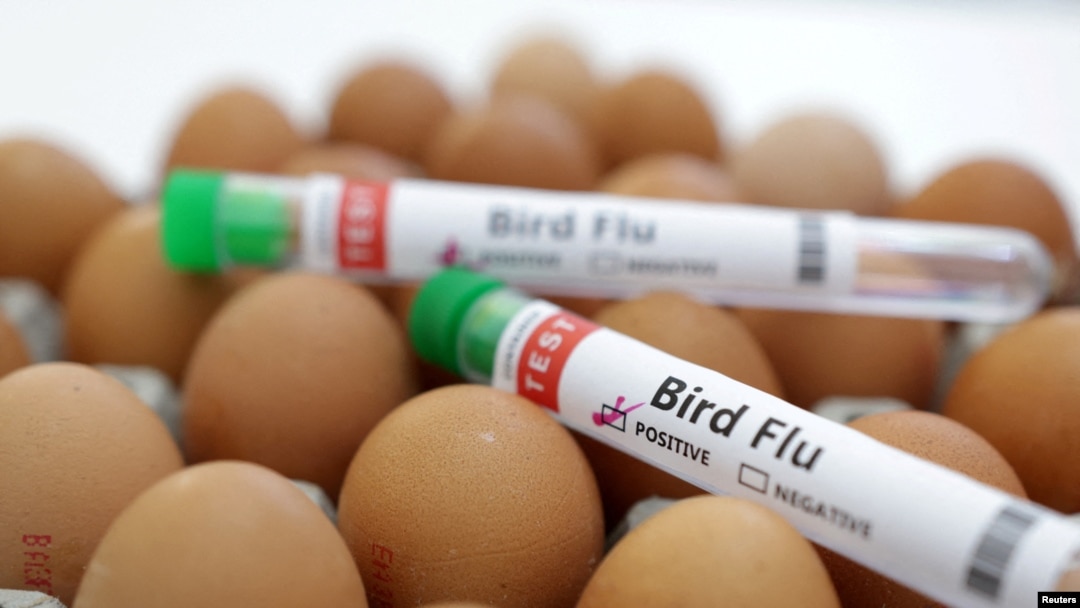 Cal-Maine Foods Halts Production Amid Bird Flu Outbreak: Understanding the Impact