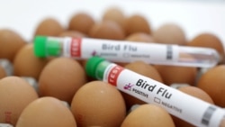 Quiz - Scientists Test mRNA Vaccines to Protect Against Bird Flu