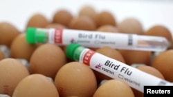 FILE - Test tubes labelled "Bird Flu" and eggs are seen in this picture illustration, Jan. 14, 2023.
