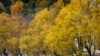 A woman with a baby stroller walks past autumnal trees in Vilnius, Lithuania.