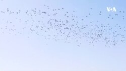 بازگشت پرندگان