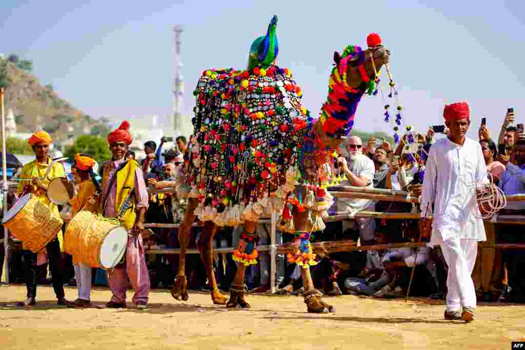 A camel takes part in the &#39;camel decoration competition&#39; during the annual Camel Fair in Pushkar, India.