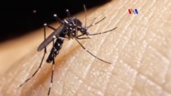 Vacunas de rápida producción