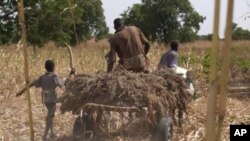 A Nigerien farmer takes home his harvest of sorghum. 