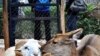 Ram-Deer Love Story Rivets China's Netizens