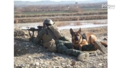 Top Honor Given to US Military Dog Injured in Combat