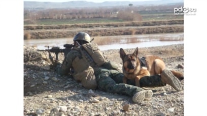 military dogs in combat