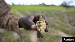 A Zimbabwean subsistence farmer holds a stunted maize cob in his field outside Harare, Jan. 20, 2016.