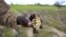 A Zimbabwean subsistence farmer holds a stunted maize cob in his field outside Harare, Jan. 20, 2016.