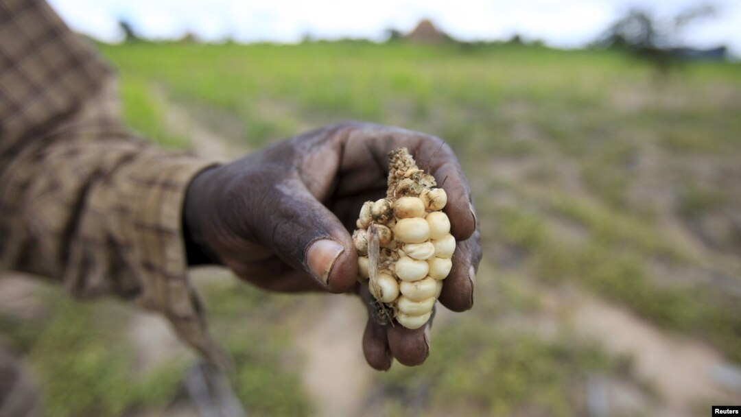 A Zimbabwean subsistence farmer holds a stunted maize cob in his field outside Harare, Jan. 20, 2016.