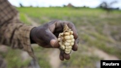 A Zimbabwean subsistence farmer holds a stunted maize cob in his field outside Harare, Jan. 20, 2016.