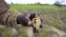 A Zimbabwean subsistence farmer holds a stunted maize cob in his field outside Harare, Jan. 20, 2016.