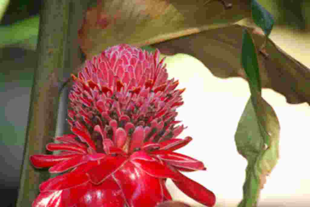 گلهای کاستاریکا / عکاس: بهروز نیکذات